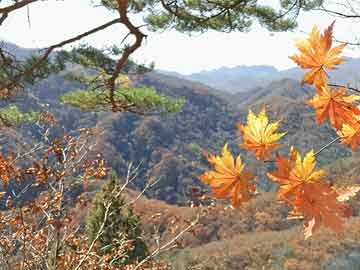 陈芋汐世界杯夺冠 全红婵获亚军